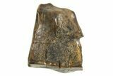 Fossil Dinosaur (Leptoceratops) Shed Tooth - Montana #338978-1